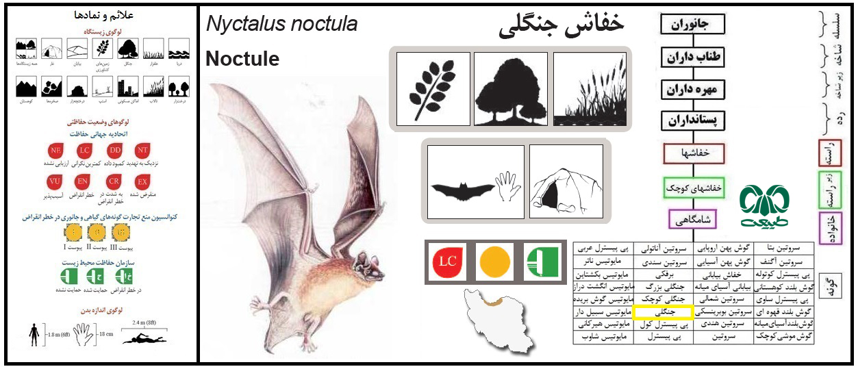 خفاش جنگلی معمولی